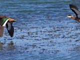 hottentot-teal 1  Hottentots teals : frieda